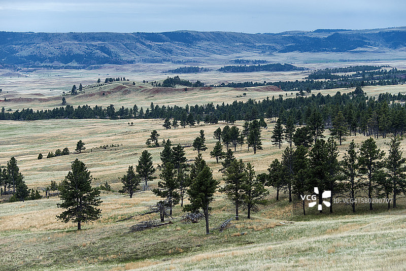 山坡上散落的松树图片素材