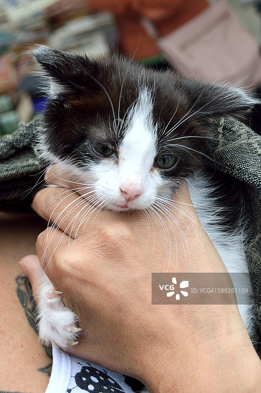 获救的小猫图片素材