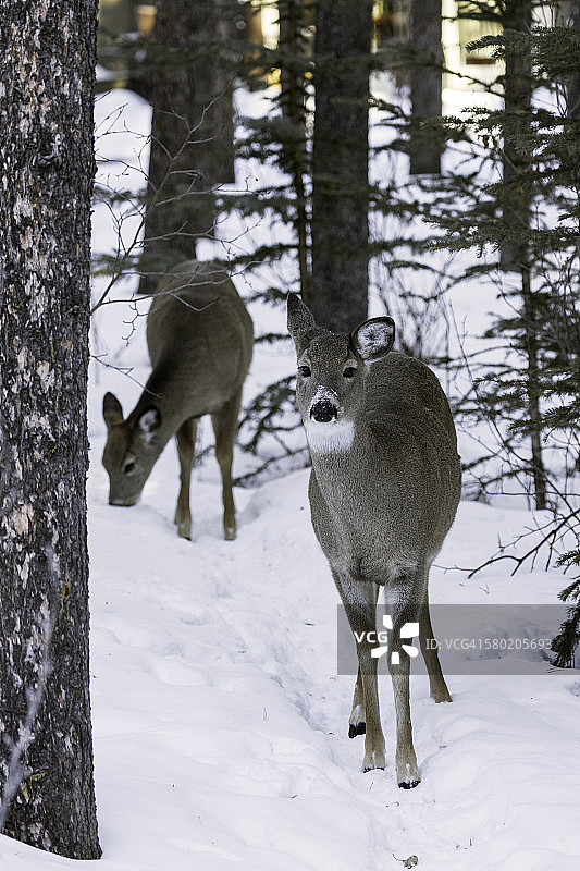 树林中的白尾鹿图片素材