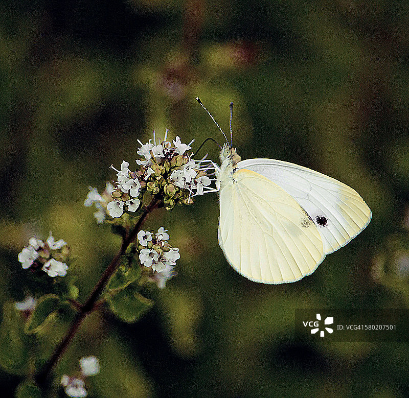 白色的蝴蝶图片素材