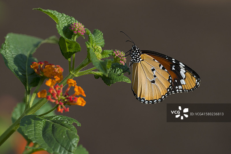 纯色虎斑蝶图片素材