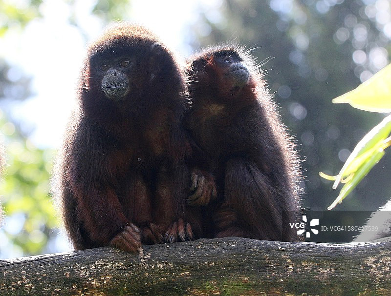 铜色僧面猴图片素材