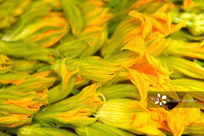 西葫芦花图片素材