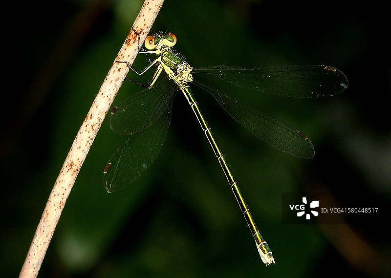 绿色翠绿豆娘图片素材