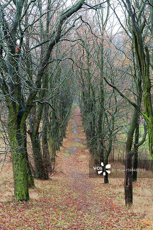 光秃秃的落叶树线图片素材