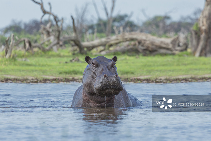 偏远水坑中游泳的河马图片素材