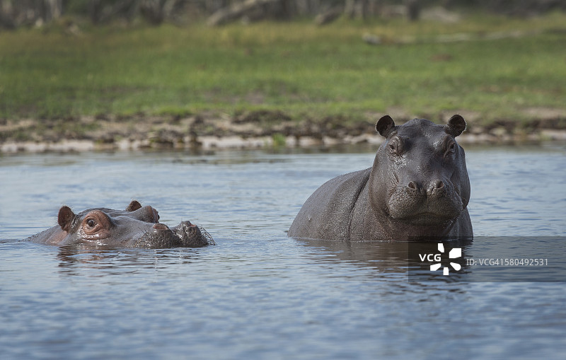 偏远水坑中游泳的河马图片素材