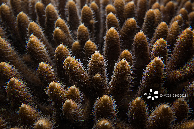 鹿角珊瑚虫的特写图片素材