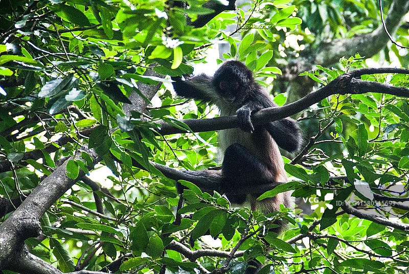帕伦克树上的蜘蛛猴图片素材