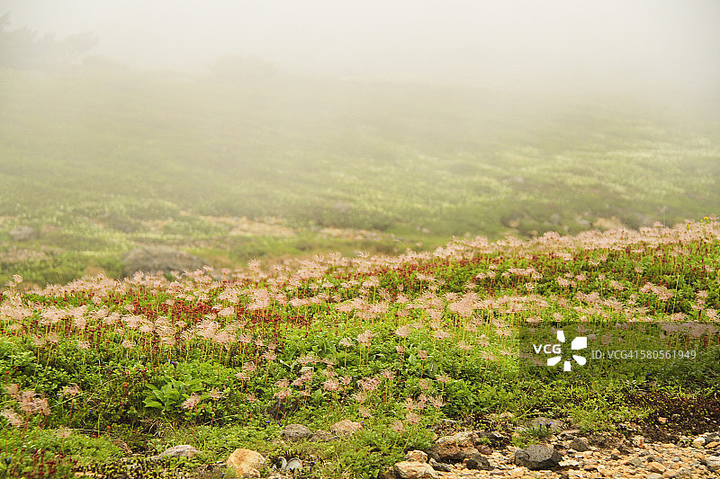 大雪山上的高山花卉图片素材