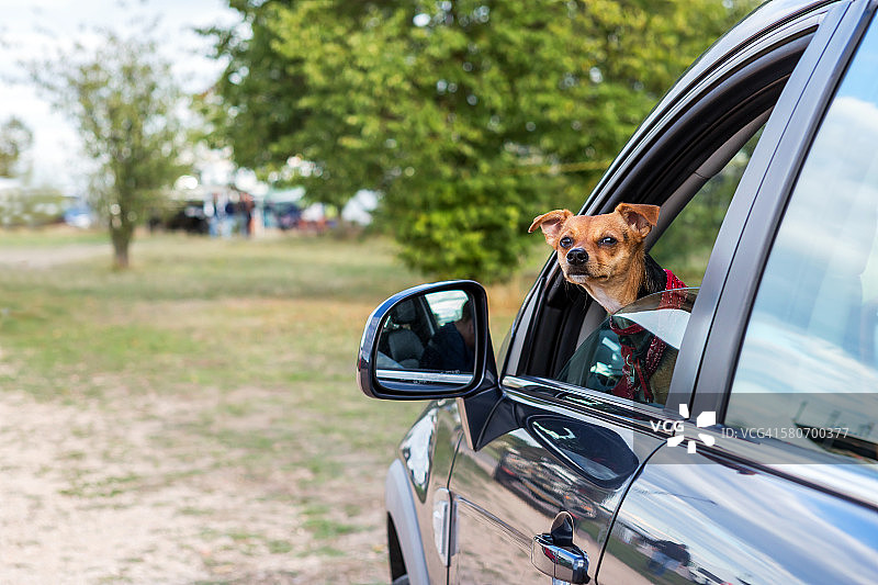 小狗从车里向外看图片素材