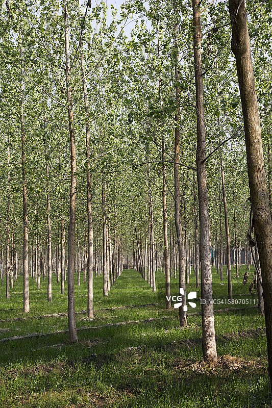 高大的树林图片素材