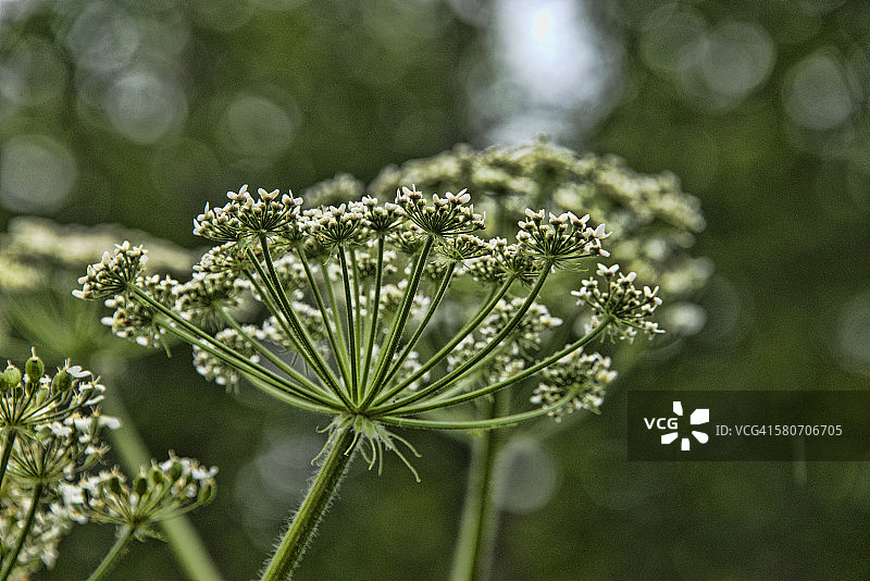 牛防风图片素材