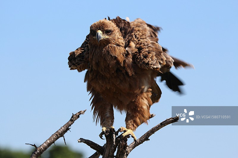 棕色蛇雕图片素材