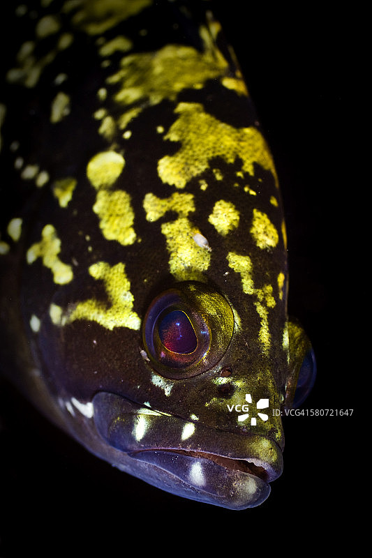 地中海石斑鱼肖像图片素材