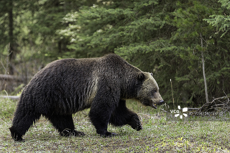 移动中的灰熊图片素材
