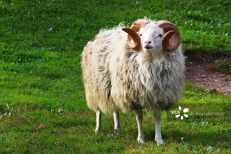 撞城槌图片素材