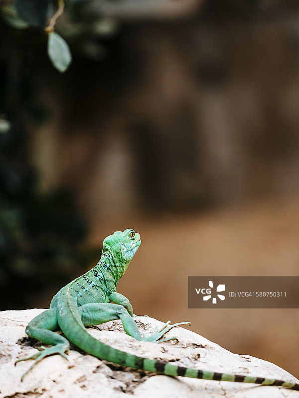 石头上的绿色蜥蜴图片素材