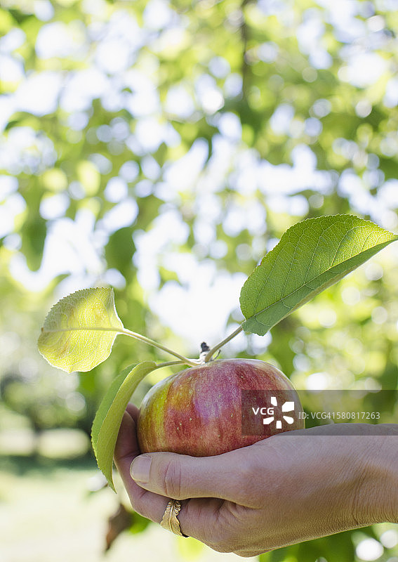 美国纽约沃威克：女性手持新鲜采摘的苹果图片素材
