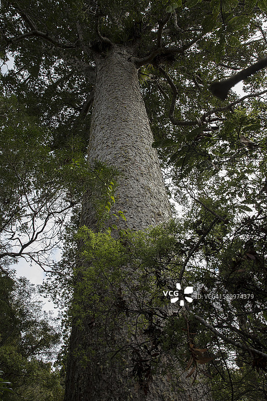 古老的考里树图片素材