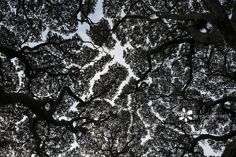 红花铁树图案图片素材