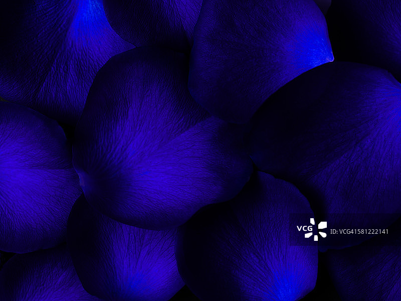 深蓝色玫瑰图片素材