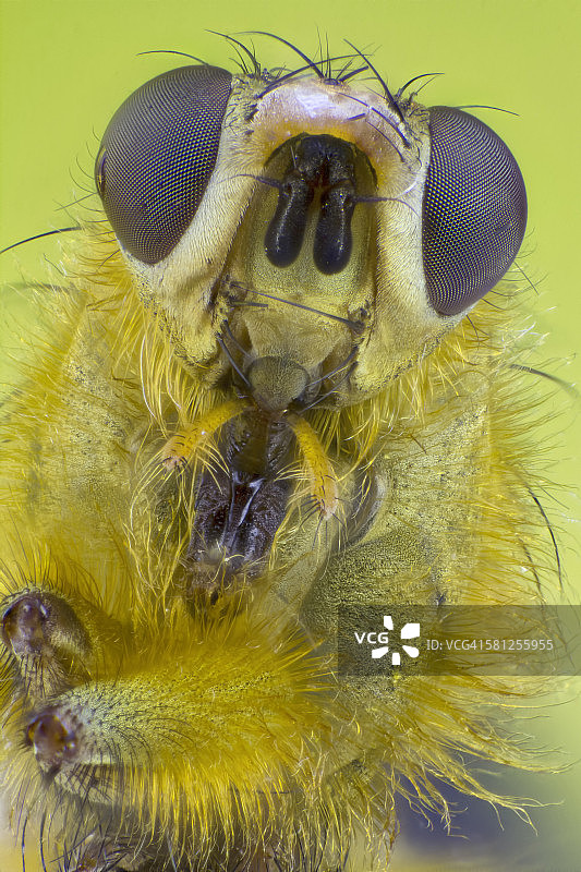 黄色粪蝇头部图片素材