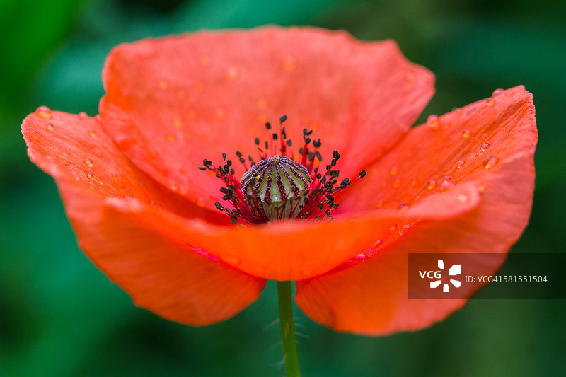 盛开的罂粟花图片素材