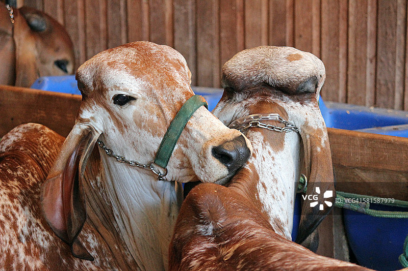 布拉福德牛图片素材