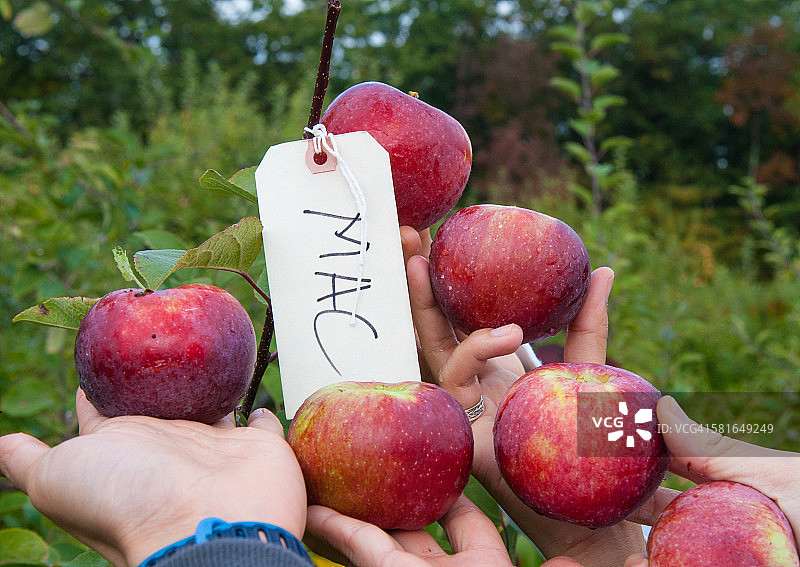 麦金托什苹果图片素材