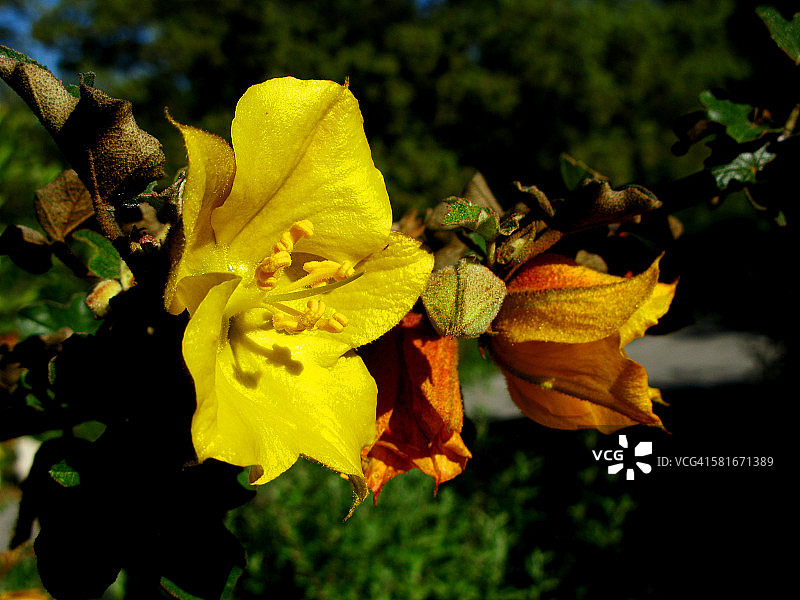 旱生植物中的肯·泰勒法兰绒灌木图片素材