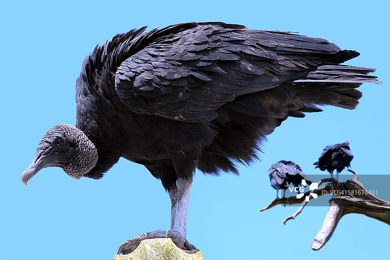 秃鹫的详细肖像图片素材