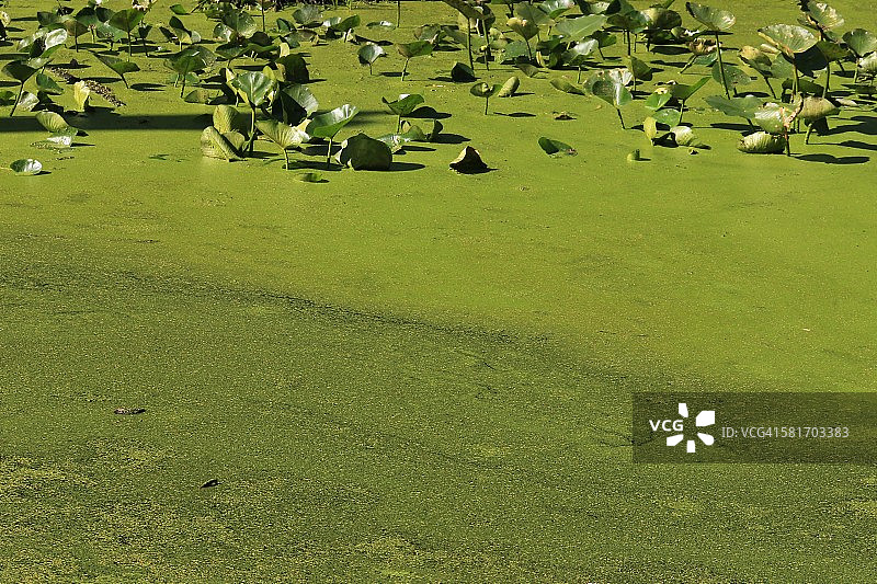 水面上的蓝绿色藻类图片素材