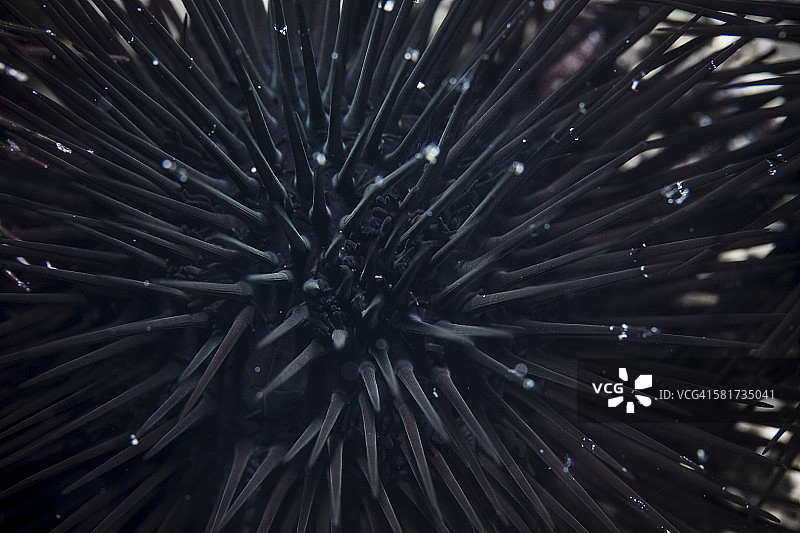 黑海胆特写，亚得里亚海图片素材