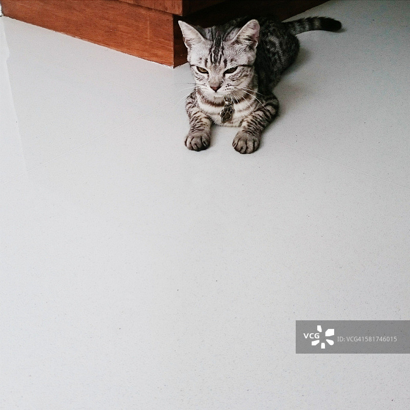 一只脾气暴躁的猫的肖像图片素材