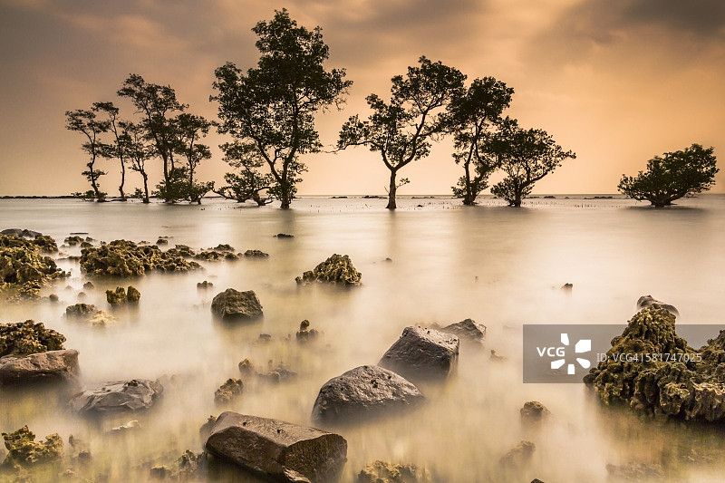 印度尼西亚万丹海滩日落时的树木图片素材
