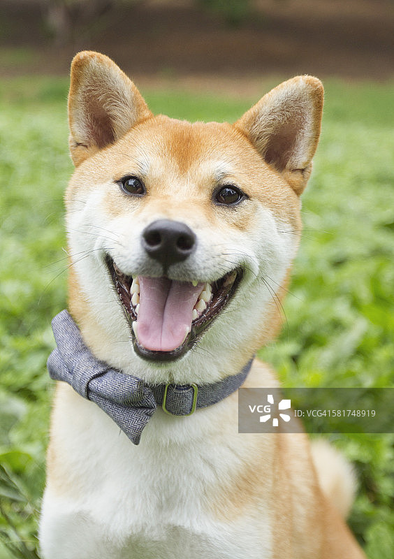 戴着领结的柴犬图片素材
