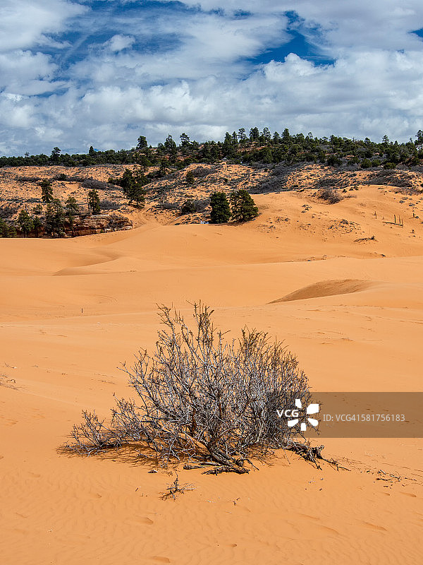 珊瑚粉色沙丘州立公园的灌木丛图片素材