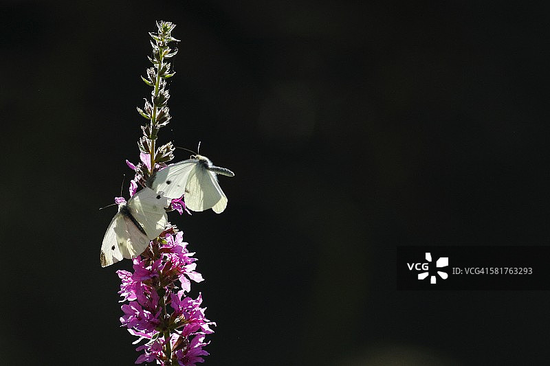 蝴蝶时代图片素材