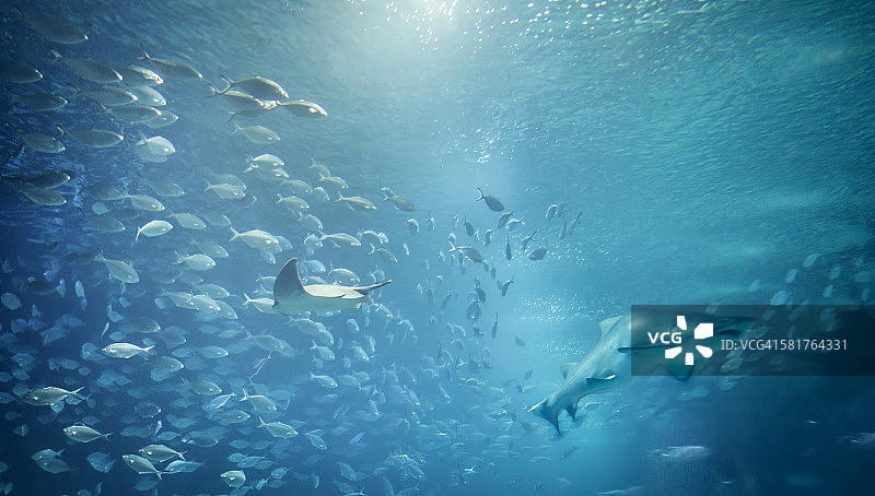 野生动物与公牛鲨水下景观图片素材