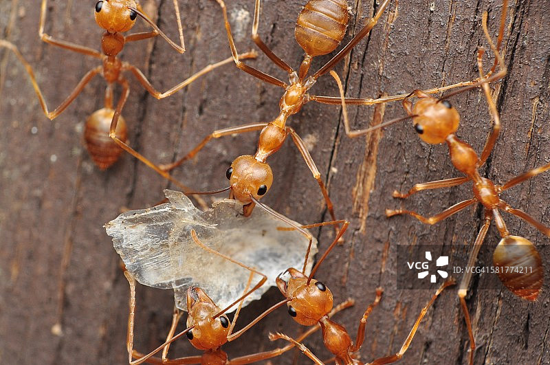 蚂蚁准备迎接下雨天图片素材