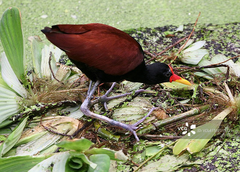 巡视中的距翅水雉图片素材