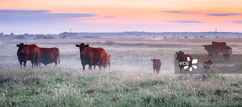 英格兰东萨塞克斯郡黑麦薄雾中的奶牛图片素材