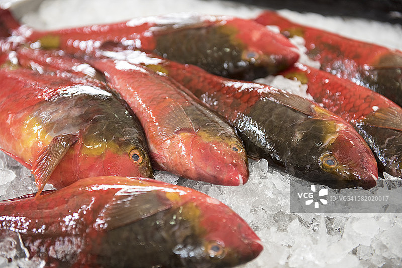 鹦鹉鱼图片素材