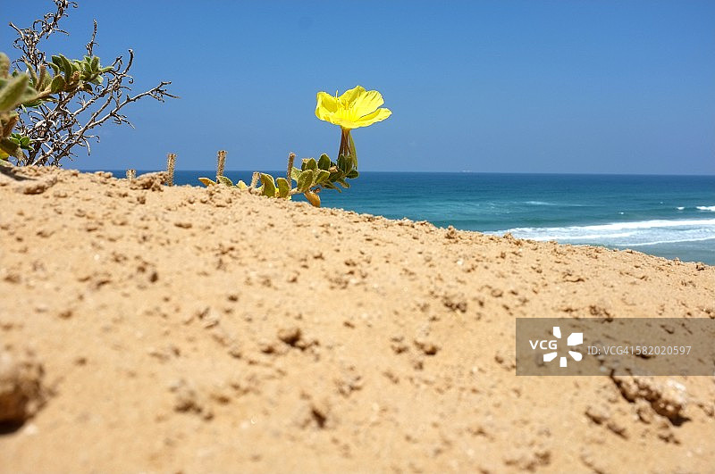 地中海边的孤零零的花朵图片素材