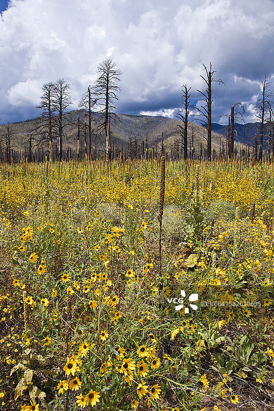 森林火灾后覆盖地面的花朵图片素材