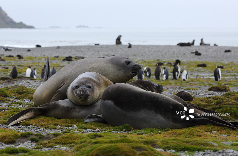 一群雌性南象海豹图片素材