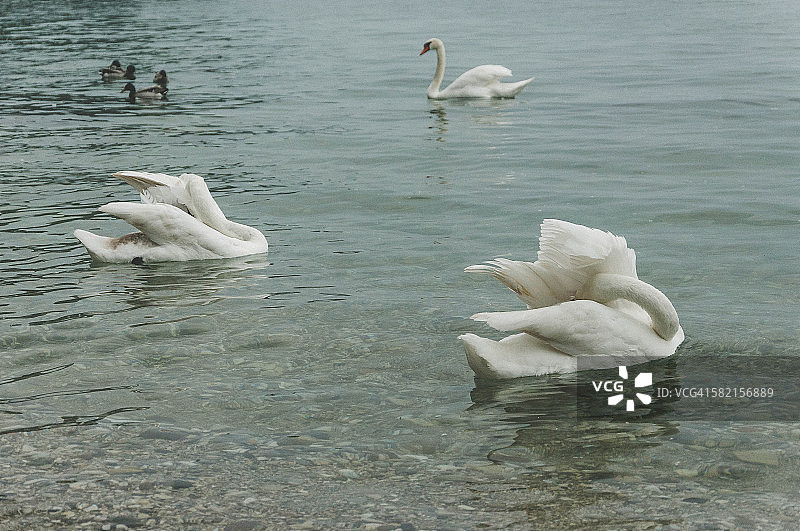 湖上的天鹅图片素材