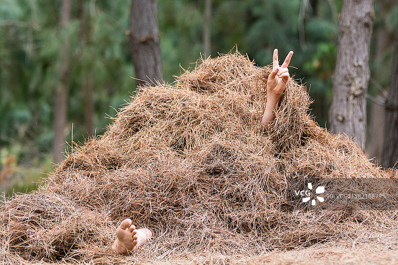 松针堆下的和平标志图片素材