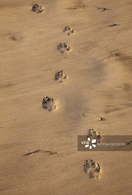 沙滩上的爪印图片素材